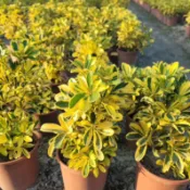 🌿鵝掌藤品種系列🌿｜美斑鵝掌藤｜黃金鵝掌藤｜細葉鵝掌藤 ｜一般鵝掌藤｜5-6吋盆 觀葉植物 實拍！