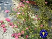 ╭＊田尾玫瑰園＊╯綠籬樹苗*(香水合歡)艷紅合歡*蜜源植物
