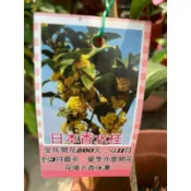 日本 香水桂花｜5吋盆～多年生香花小喬木⋯