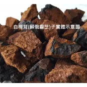 白樺茸(蘇俄靈芝-歐洲靈芝)菌絲體