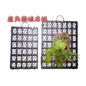 〈美心花園〉植床板 附螺絲掛鉤 上板神器 鹿角蕨 苗床 植生板 上板 蕨類  蘭花 空鳳 上板植物 植床版