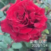 心跳 heart 庭院大花 瓶插切花 花期長 絲絨紅色《四季有花玫瑰園》玫瑰苗 玫瑰盆栽 嫁接樹玫瑰 月季棒棒糖