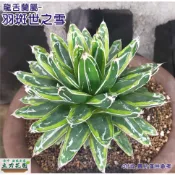 【羽斑笹之雪】龍舌龍 多肉植物 2-3吋盆裸根中小苗/側芽/嚴龍/笹之雪/世之雪/龍舌蘭 台中 立力花園  虎尾蘭賣場