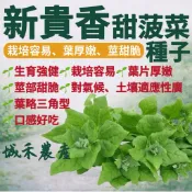 城禾農產🍃 新貴香甜菠菜種子 14克約200粒 甜菠菜種子 甜波菜種子 波菜種子 菠菜種子 甜波菜種子 甜菠菜種子 種子