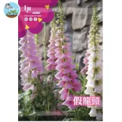 【原廠包裝】 假龍頭花種子 隨意草盆栽 陽台開花植物 多年生 節節高升   觀花植物 花卉種子