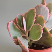 ❖植物❖ 蝴蝶之舞錦 3吋盆 多肉植物 壹點礦植 療癒植物 蝴蝶之舞 錦斑