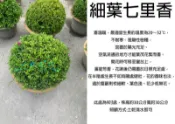 心栽花坊-細葉七里香/七里香/波波球/圓球/寬30cm/綠籬植物/圓球/造型樹/特售/售價500特價400