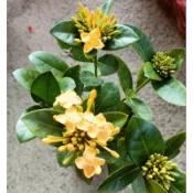 玫森 熊貓仙丹  觀花植物 觀賞盆栽