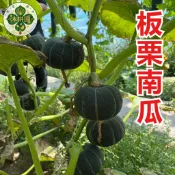 板栗南瓜種子 24H出貨 栗子南瓜 貝貝南瓜 糯南瓜 家庭菜園 瓜果種子 陽台盆栽 庭院栽種 爬藤植物 蜜南瓜 種子包