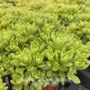 沅鈺農場   多肉植物   玫瑰景天