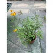植入日常 芳香萬壽菊 六吋盆 可泡茶 開花與葉片都很香 開花植物/網美植物/辦公室植物 交換禮物 店面擺設