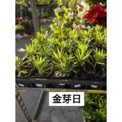 霏霏園藝金芽日羅漢松一棵特價120元