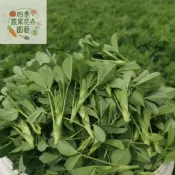 現貨 苜蓿種子（500粒）四季種植 自己種超安心 陽台水耕土耕皆可 沙拉三明治必備 新鮮現採 家庭自栽 多年生種子