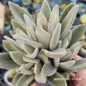 出清特惠價“ 無星兔    ”🔥穩根品🌵多肉植物❤️蘭心花卉
