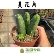 《花田多肉》🌵【美花角-桃太郎】 3吋盆 仙人掌/現貨/戶外植物/開花植物