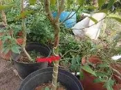 羅漢門園藝出售已經結香的沉香樹  1000 (入門款)