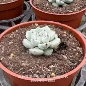 沅鈺農場   多肉植物   黑爪交種(正常)