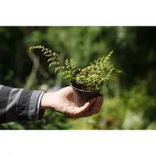 蕨對蘭得-異葉卷柏 蕨類 觀葉植物 雨林植物