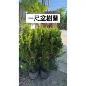霏霏園藝樹蘭8吋盆特價900元高度80-90公分