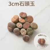 ≡植綠人生≡🌴3cm大顆石頭玉🌴番杏科│多肉植物│彩色多肉│屁屁花│生石花│療癒│網紅植物│多肉│送禮│