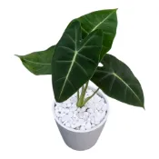 (店+)開心農元 觀葉植物 絨葉觀音蓮 白色盆栽