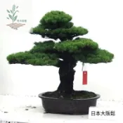 青禾園藝（盆栽松樹種子）🌷招財旺宅 四季盆栽種植 迎客松種子 黑松 美人松 油松種子 日本壽松 旺宅好運觀賞盆栽觀葉種子