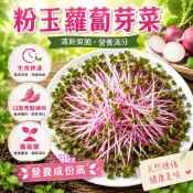 【萌田種子~】Q02 粉玉蘿蔔芽菜種子13公克(約1300粒) 生長快速 口感帶點辣味 蘿蔔嬰種子~