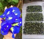 台灣本土 蝶豆花 種子1元 一次買100元 都會多給以上 限量