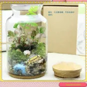 泡泡糖的小店- 下殺價-大號13*25cm大口徑微景觀生態瓶 多肉植物造景玻璃花瓶 高硼硅水培植物玻璃瓶木塞蓋 花盆魚缸
