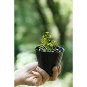 蕨對蘭得-玉山佛甲草 多肉 花卉 觀葉