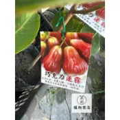 英宏 巧克力蓮霧 四季蓮霧 紅巴掌蓮霧 黑金剛蓮霧 白玉蓮霧4寸 珍珠蓮霧 果苗 水果植物 植栽