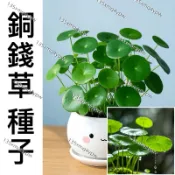 現貨【招財旺宅銅錢草種子】（250粒）熱銷 四季種植 多年生 水培真水草種子 魚缸水草四季發芽新手易種 金錢草吸甲醛綠植