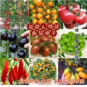 多品種番茄種子 台灣小蕃茄 黑柿蕃茄 牛蕃茄 玉女小番茄 桃太郎 水果番茄 陽台盆栽 家庭菜園 生食料理 豐產種子