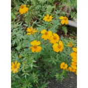 花蓮 天然 無毒 無農藥 扦插版 芳香萬壽菊苗 15-20公分 祼根苗