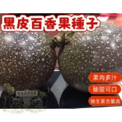 🔥黑皮百香果種子BXG-2 西番蓮種子 時計果 時鐘果Passion Fruit高產量 果實飽滿 薄皮 四季盆栽水果種子