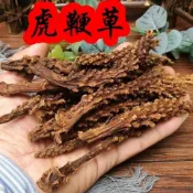 台灣現/貨✨【店鋪熱銷】虎鞭草 頂天柱 陽鞭勁回春草:云南苗家騰沖特產野生中草藥泡酒料!