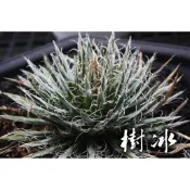 樹冰 一物一拍 龍舌蘭科 多肉 陽光美錦DAYLIGHT PLANTS
