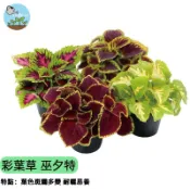 【陽台調色盤】彩葉草種子 巫夕特混色系列 葉比花美 室內觀葉植物 超好種 多年生 耐陰 居家綠化 四季播種好養