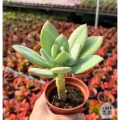 3吋盆【青星美人高幹老欉】多肉植物|多肉［Xuan肉園］