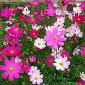 【媽咪蔬果園】、大波斯菊 混合　種子