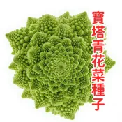 百花園藝 寶塔青花菜種子 台灣稱青花筍種子 翠玉青花菜苗 室內蔬菜種籽 塔狀花椰菜 可食用觀賞植物 家庭菜園種植 耐熱