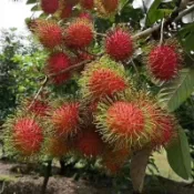 紅毛丹 四季種植果樹苗紅毛丹實生苗 紅毛丹苗 4吋