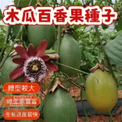 🔥木瓜百香果種子BXG-9西番蓮種子 時計果、時鐘果Passion Fruit多汁可口,果實飽滿薄皮四季盆栽水果種子