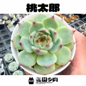 《花田多肉II》🌵【桃太郎】 3吋盆 多肉植物/多肉/戶外植物/景天科