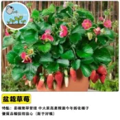 🍓台灣現貨 草莓種子 盆栽陽台種植 水果種子 四季開花結果 可食用 療癒盆栽 家庭農場 親子共種 好種易活