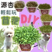 ✪小福袋✪源杏 輕鬆玩苜蓿一盆 栽培盒 精心挑選優質種子 貓草 DIY 辦公室桌面 生態果蔬植物種子交換禮物 寵物 貓草