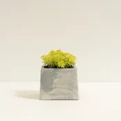 黃金萬年草│泥作系列│福所栽