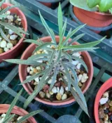 3寸盆 筒葉麒麟 塊根植物 多肉植物 室內植物 綠化植物