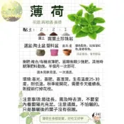 青芽園藝現貨速發【超多款驅蚊草種子】夏秋季驅蚊草種子 羅勒 迷迭香 艾草 薄荷 香茅草 香料種子 庭院陽台種植 盆栽地栽