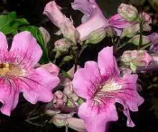 花田厝 樹苗~水果苗~玫瑰苗~香草 PPT010 紫雲藤